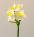 Нарцисс белый
