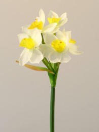 Нарцисс белый