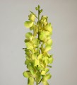 Ванда орхидея