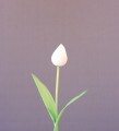 Тюльпан белый 45см