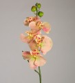 Фаленопсис розово-персиковый 70 см