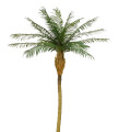 Пальма финиковая 240 см