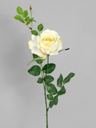 Роза кремовая
