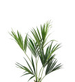 Кентия пальма 140 см