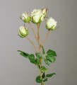Роза кустовая кремовая 48см