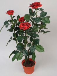 Роза кустовая бордовая 60 см