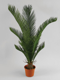 Кокосовая пальма 60 см