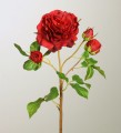 Роза красная с бутонами  52см