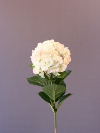 Гидрангея розово-салатная  53 см
