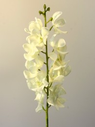 Ванда орхидея кремовая