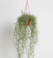 Испанский мох в кашпо 80 см