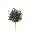 Оливковое дерево 145 см