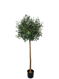 Дерево оливковое
