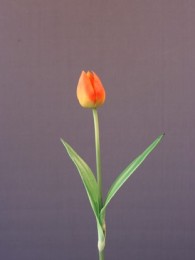 Тюльпан оранжевый 45см