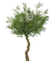 Оливковое дерево 240 см