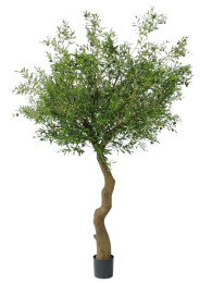 Дерево оливковое 240 см