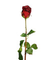 Роза красная 70см