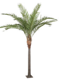 Финиковая пальма 450 см