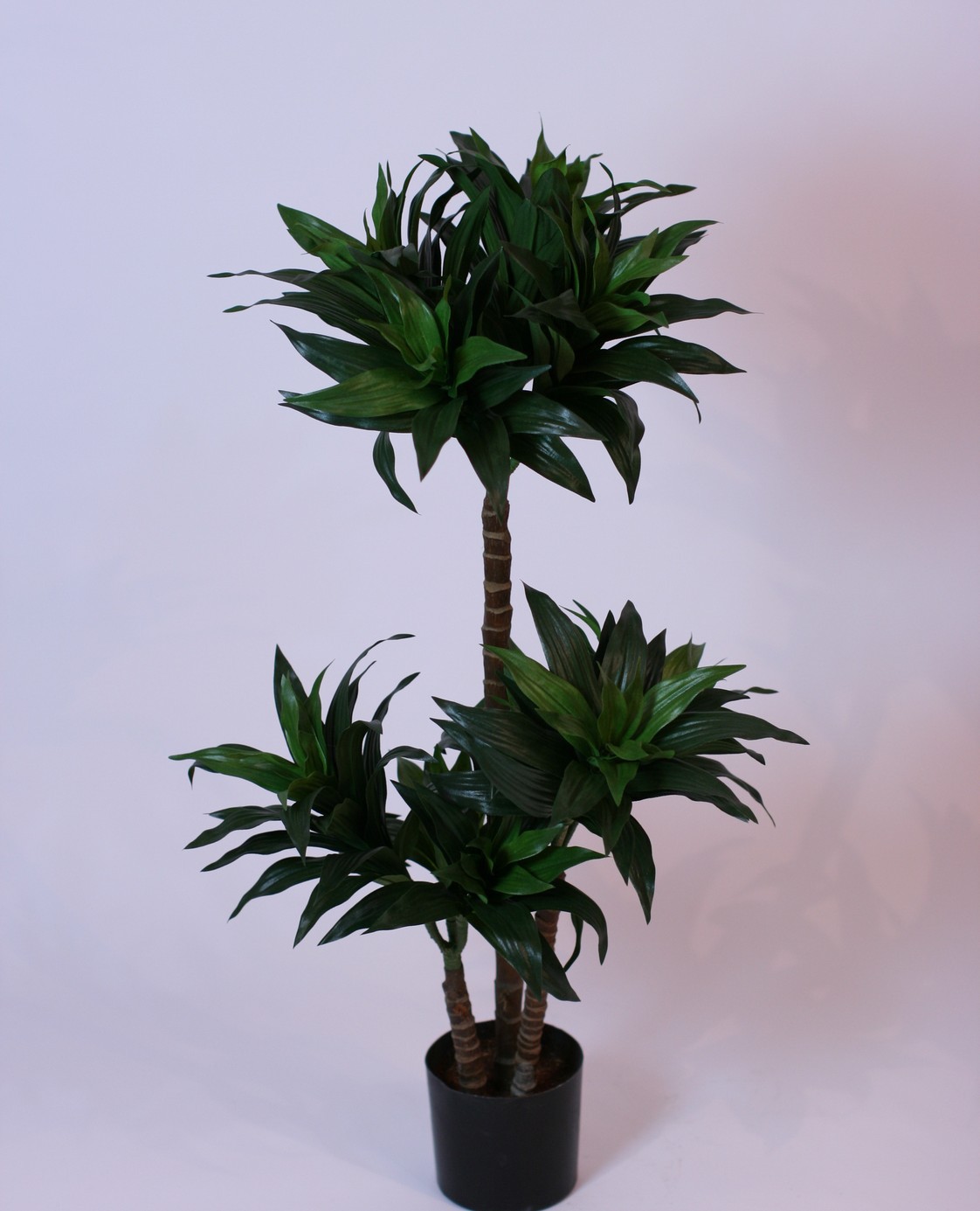 Комнатное растение название пальмы. Драцена Фрагранс дорадо. Драцена пальмовидная. Драцена Кубинская. Пальма комнатная Драцена.